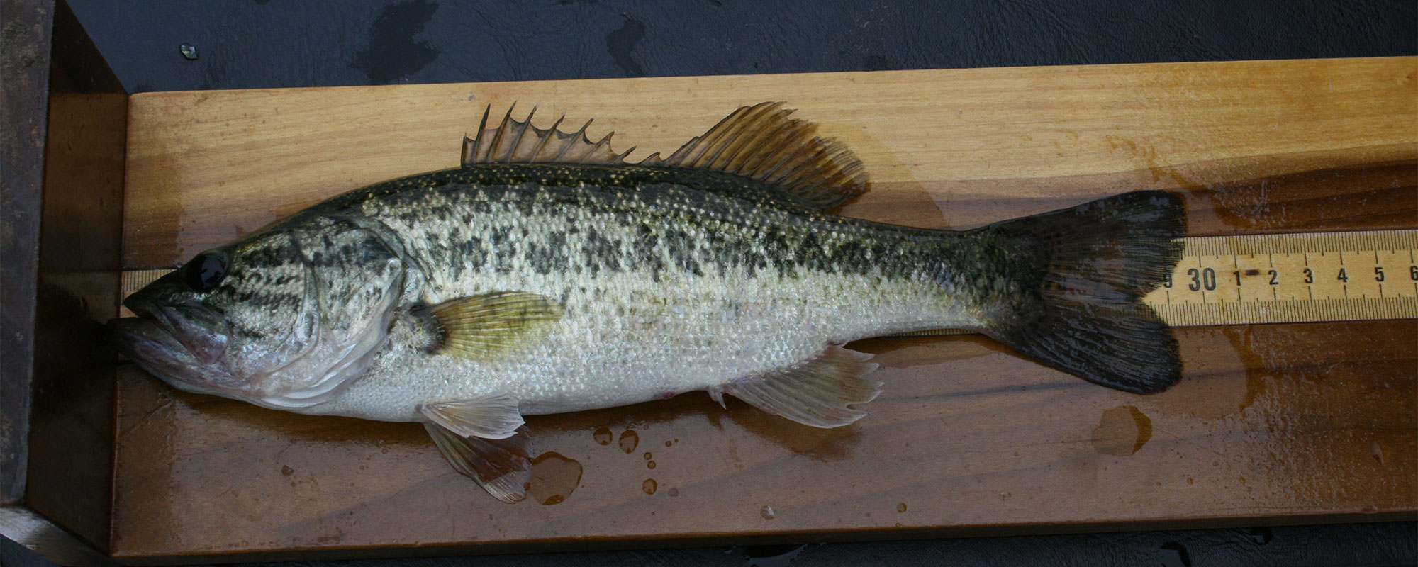 Largemouth Bass Ruler: Wide Series