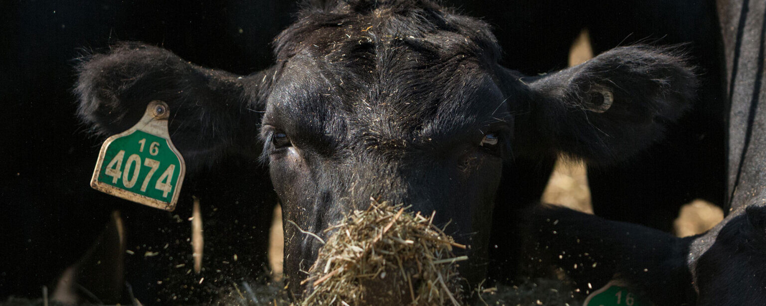 can help prevent hardware disease in cattle herds Noble