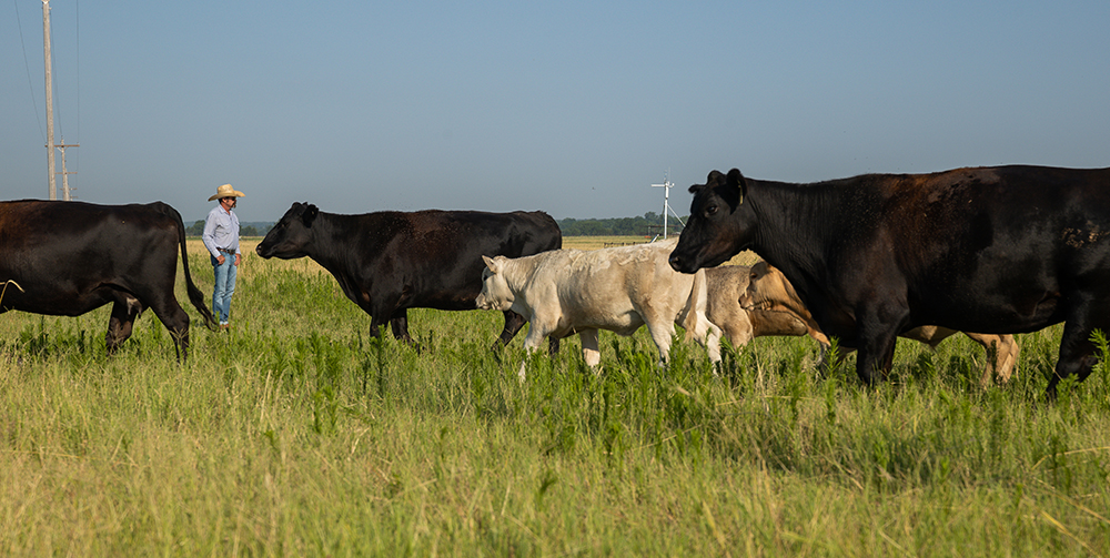 cattle move to fresh grasses