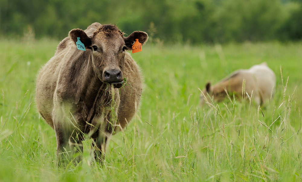 cattle graze in pasture