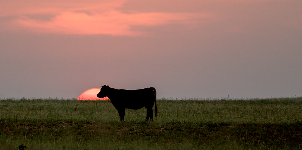 cow in front of the setting sun