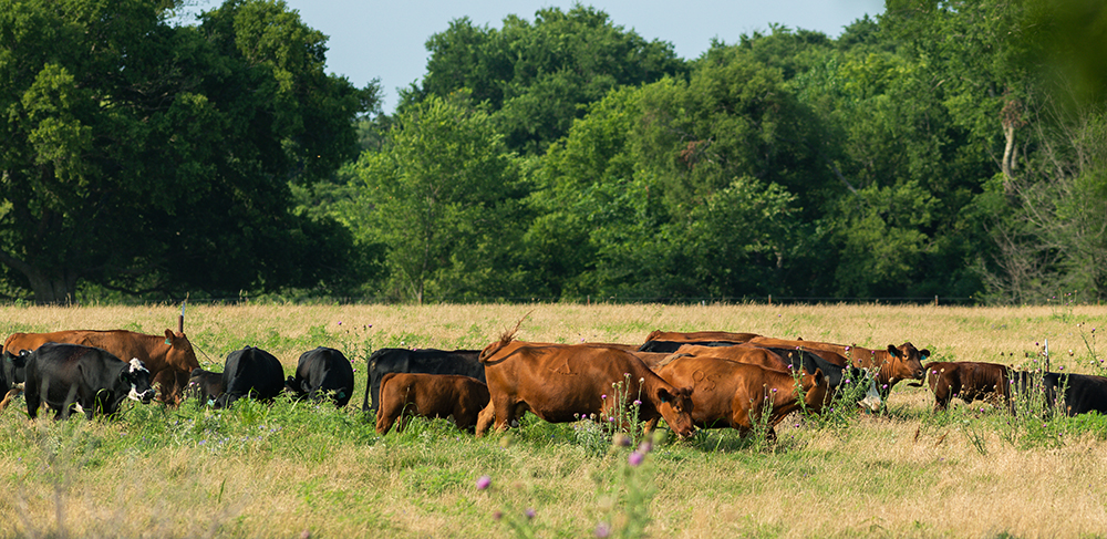 cattle move to another pasture