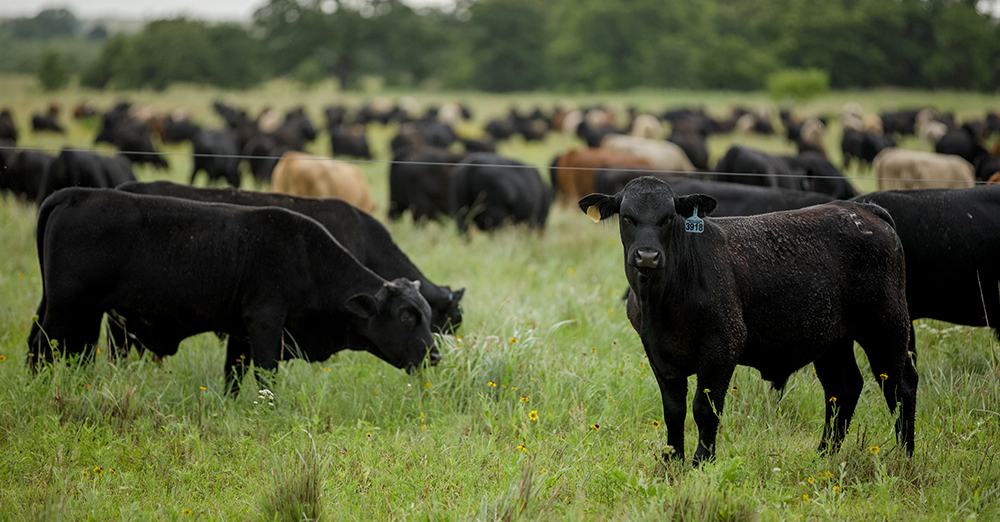 cattle in fresh forages