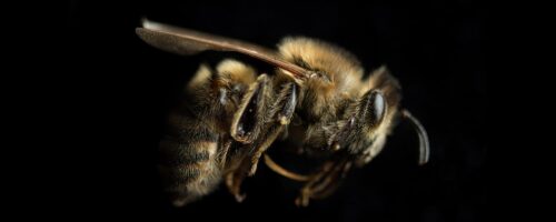 11 Things People Believe About Bees That Aren’t True thumb