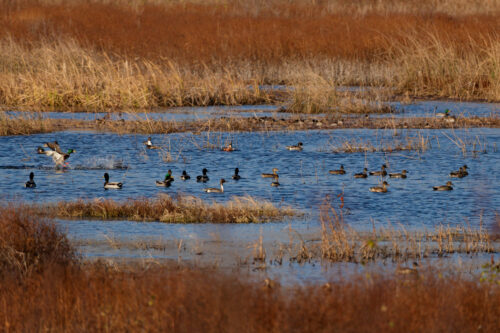 Depth, watershed considerations guide pond design thumb