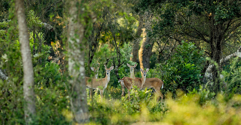 family of deer