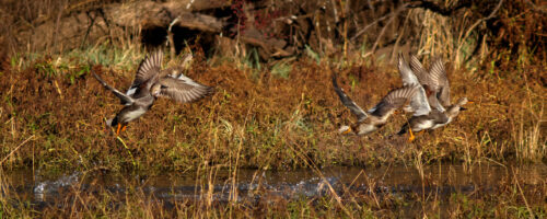 3 Ways to Attract More Ducks to Your Pond thumb