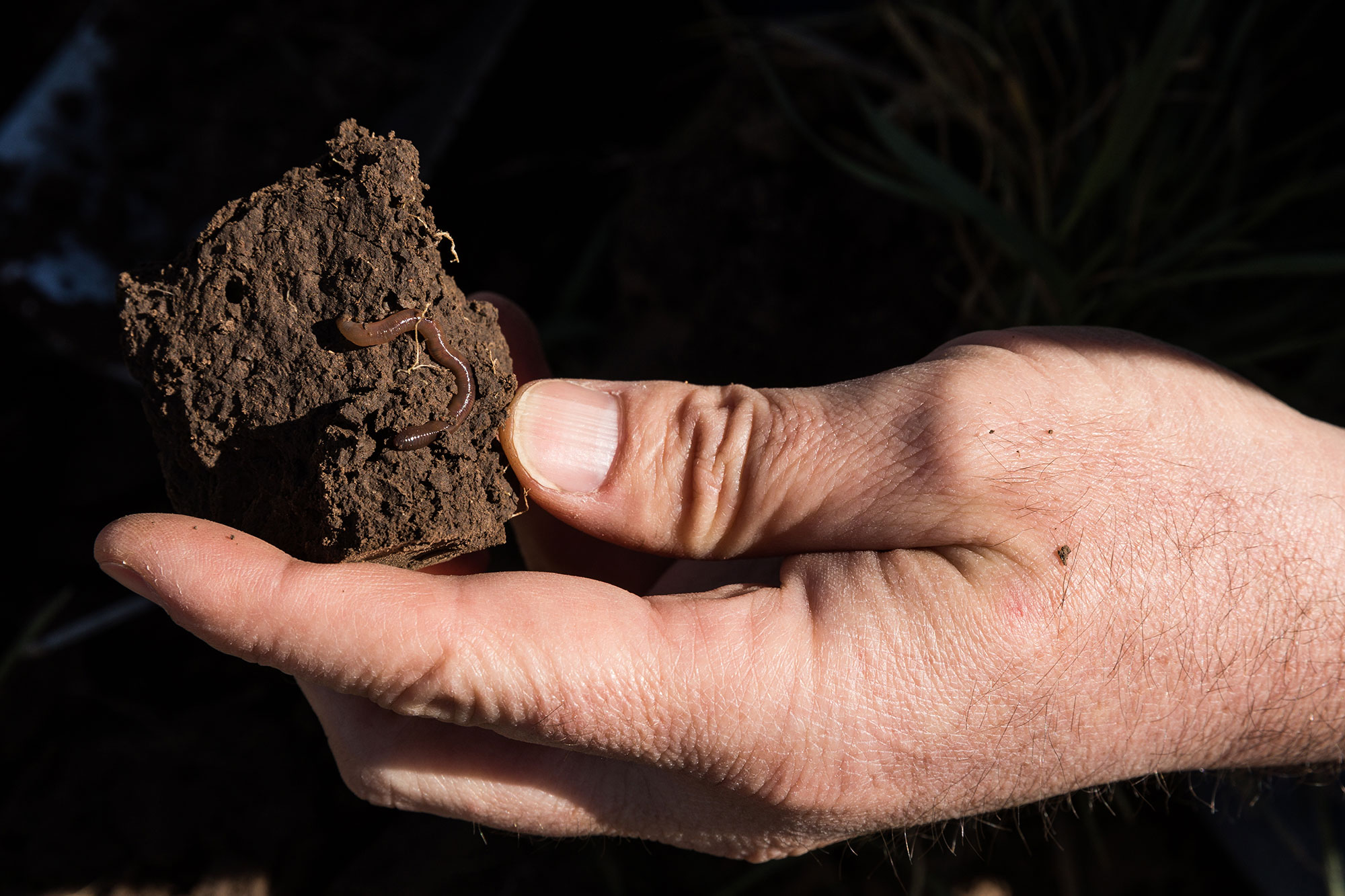 Earthworms in a clump of soil