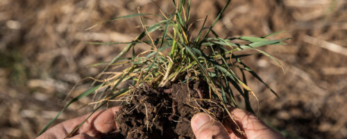 5 Reasons Why Soil Biology Matters on the Farm thumb