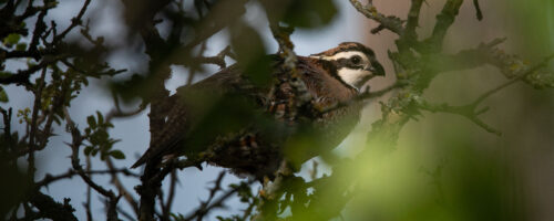 7 Things Research Tells Us About Northern Bobwhite and What They Need thumb