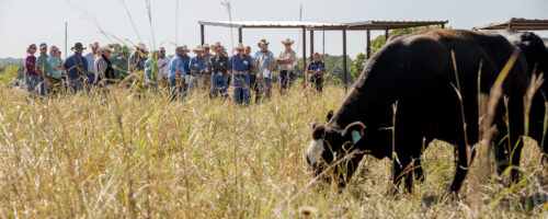 Noble Research Institute Announces Second New Course: Essentials of Regenerative Grazing  thumb