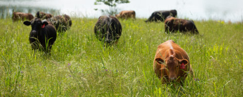 Noble Research Institute Expands New Program Offering Farmers and Ranchers the Essentials of Regenerative Ranch Management  thumb