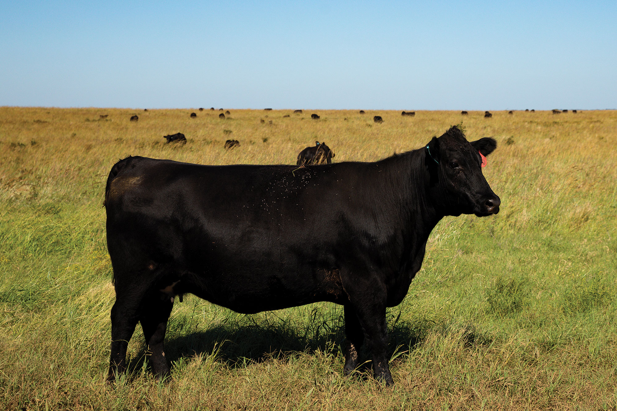 Susan Bergen's ranch near Sulphur, Oklahoma, stretches across 12,000 acres and is home to beef cattle, wildlife and, more recently, sheep.