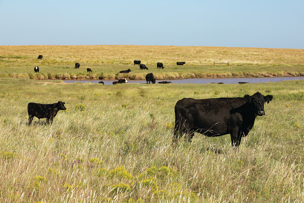 Cows in a pasture