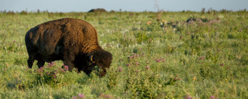 A Restoration Tale: Ruminants Small and Large Help Regenerate Depleted Prairie thumb