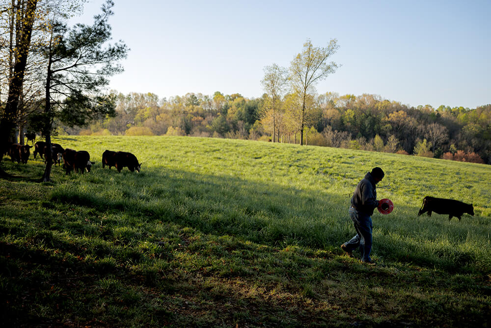 Rancher in field with cattle sets up polywire fence