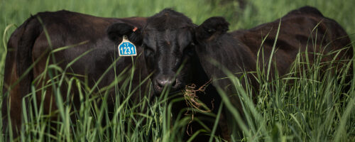 Adapting Forage Supply and Stocking Rates Ahead of La Niña: Strategies for Resilient Ranching thumb