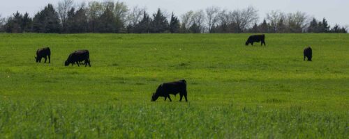 All Beef is Grass-fed thumb