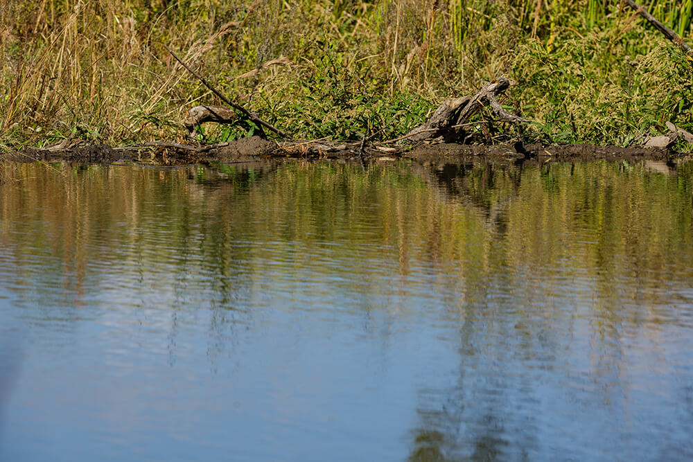 American beaver pond and dam with some associated downstream wetland plants