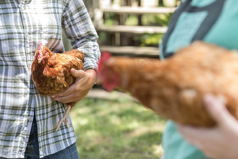 Andrea Todt and Cody Hopkins holding chickens