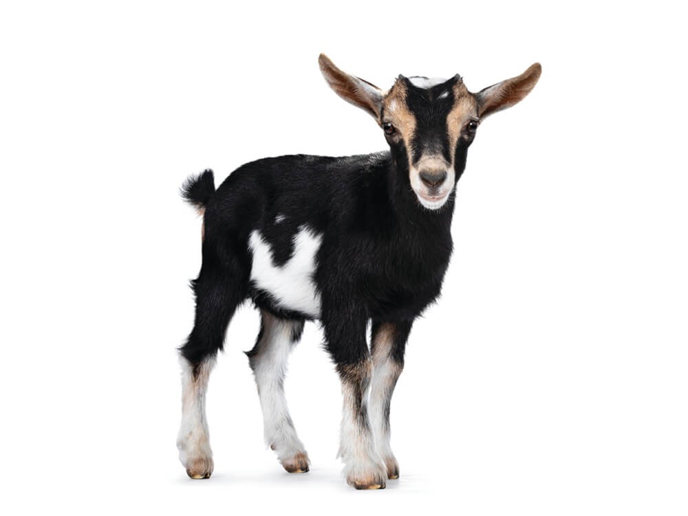 Baby goat