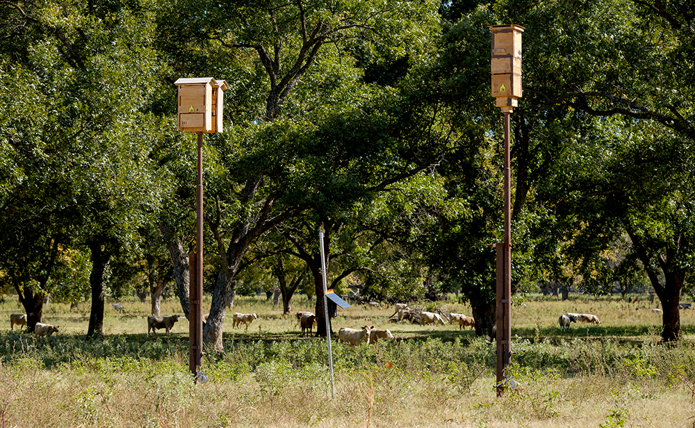 bat boxes