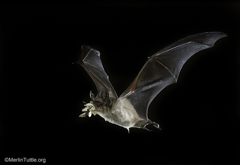 Brazilian free-tailed bat eating a corn earworm moth