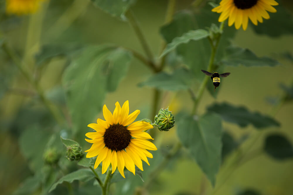 Bee hovering over sunflower