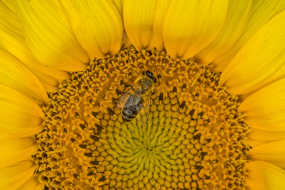 Sunflower in field