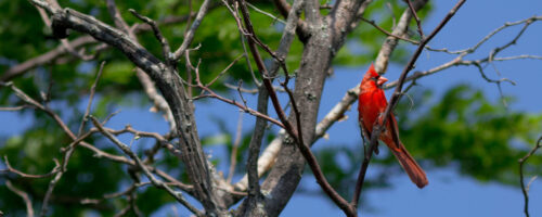 Biodiversity, Birds and BirdNET (and Why They All Matter) thumb