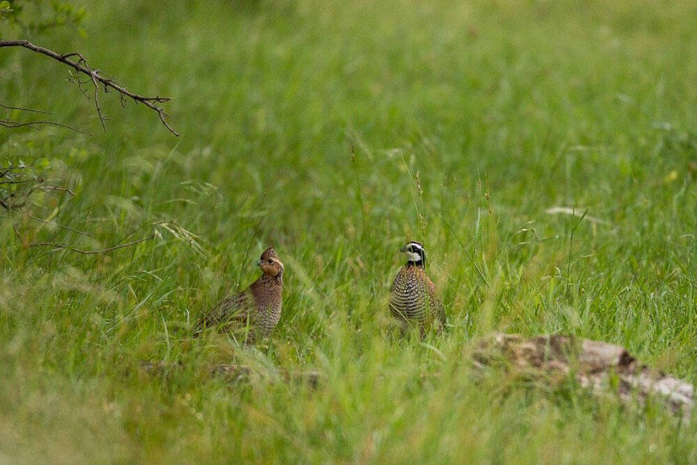 Female and male northern bobwhite quail in a predominately native grassland.