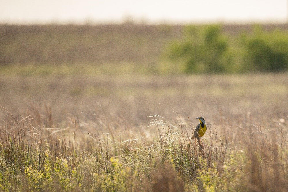 Eastern meadowlark