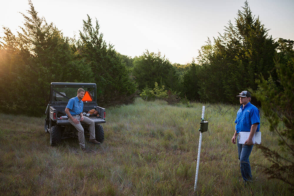 Spring whistle counts for northern bobwhite quail that compared two survey techniques — human observers versus the passive acoustic monitors.