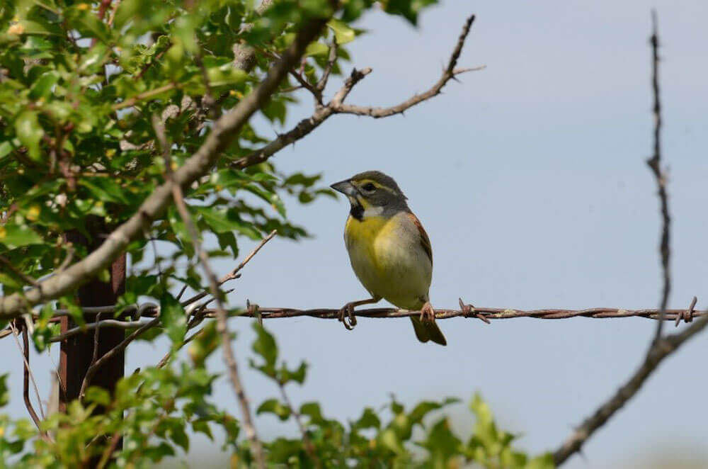 Male dickcissel perching on a barbed wire fence