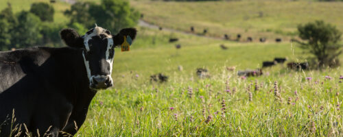 What Is the Difference Between Organic and Regenerative Agriculture? thumb