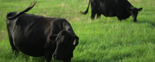 Body Condition Score as a Tool for Cow Herd Management thumb