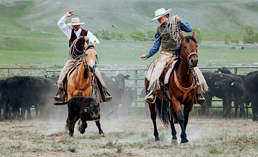 working cattle