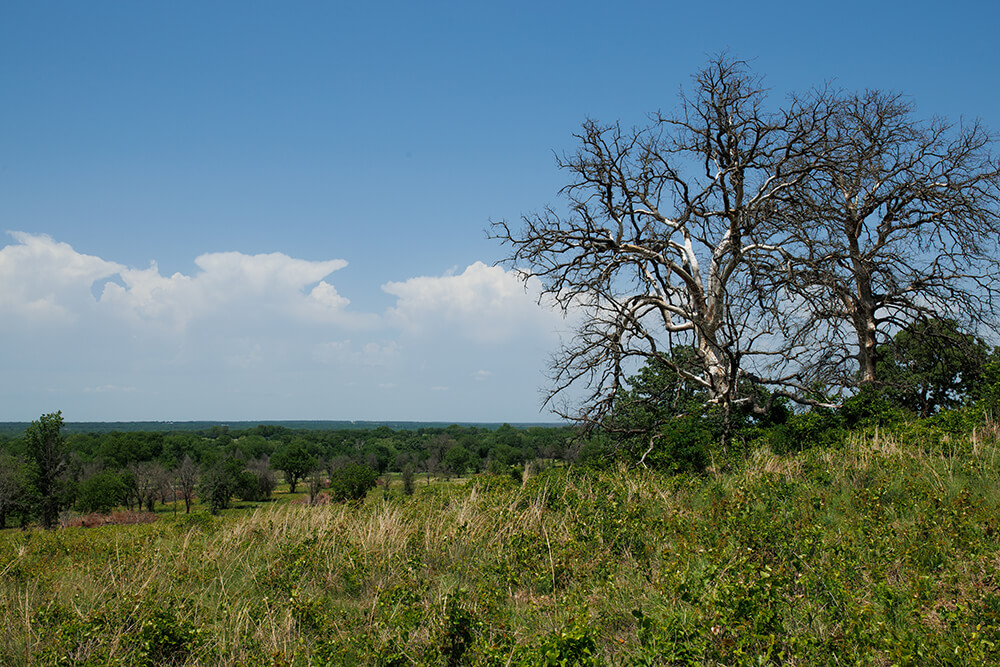 Brush and old growth in pasture