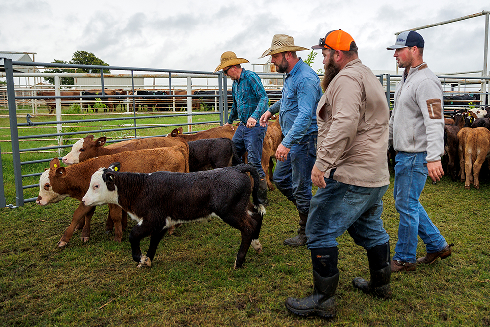 taking care of calves