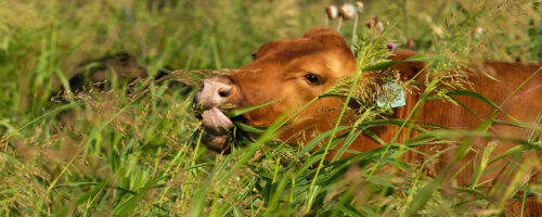 Want To Increase the Quantity and Quality of Your Forage? Here’s What You Can Control in Your Regenerative Grazing Program. thumb