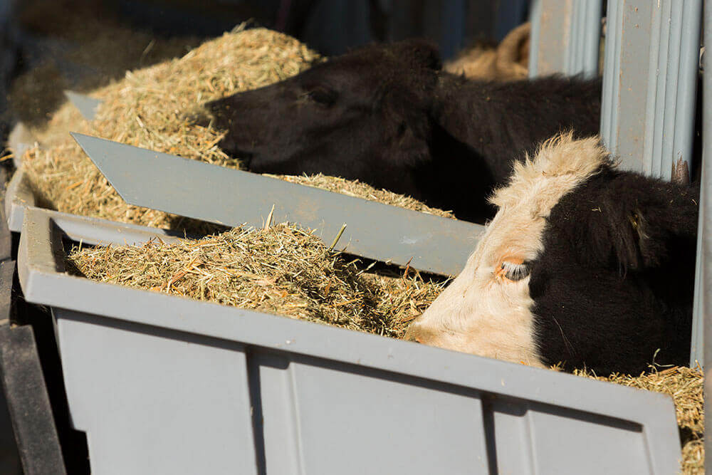 Cattle eating from feeding trough