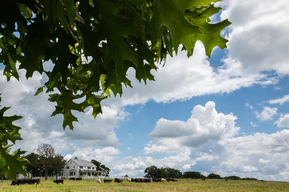 Cattle grazing in tall grass in front of a farmhouse.