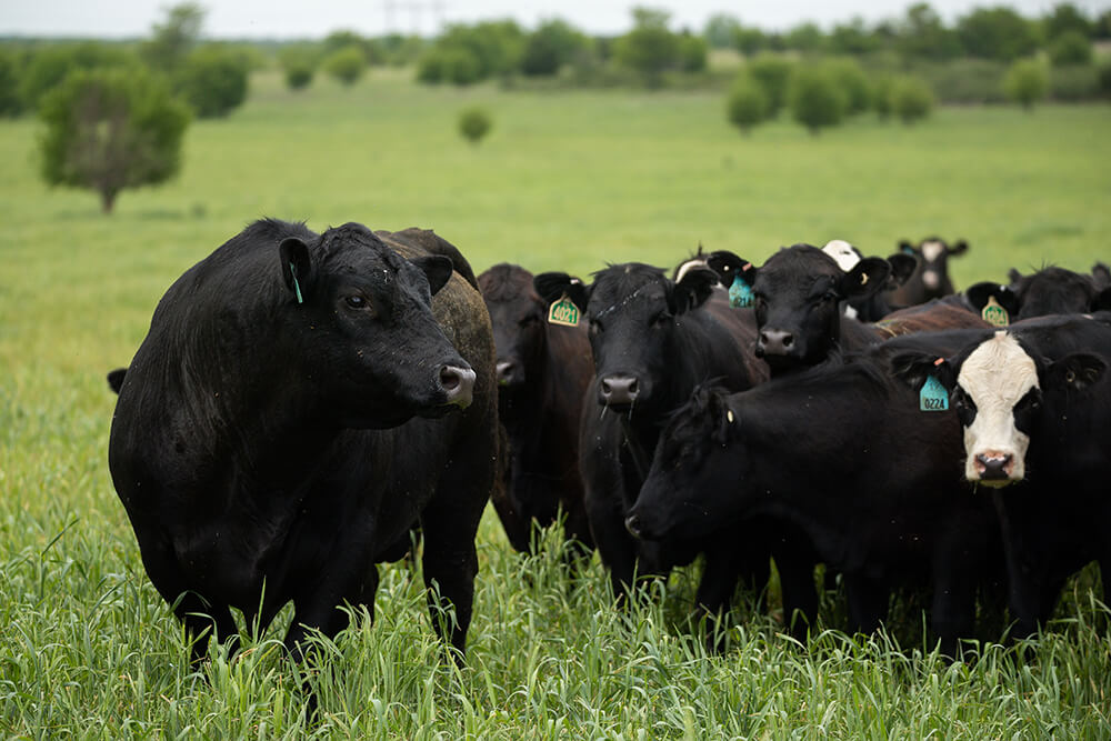 Cattle grazing in a pasture with trees in the background