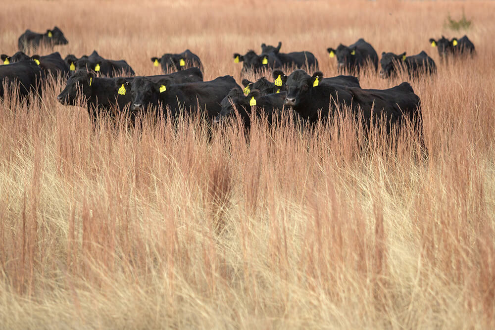 Cattle in dormant-season rangeland.