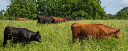 Registration Open for Cattlemen’s Conference: Blueprint for The Future thumb