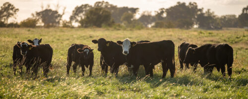 Noble Research Institute Focuses on Regenerative Agriculture thumb