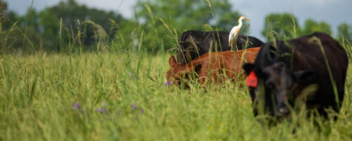 Noble Research Institute Brings Regenerative Ranching Course to Southern Texas  thumb