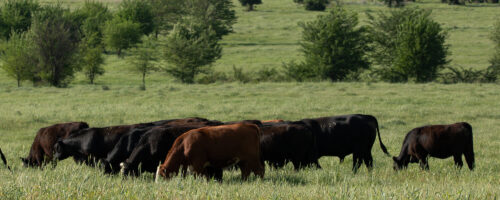 Breaking Barriers to Regenerative Agriculture thumb