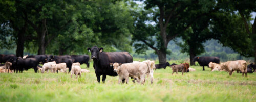 5 Ways Noble Ranches Work with the Nutrient Cycle in Their Regenerative Operations thumb