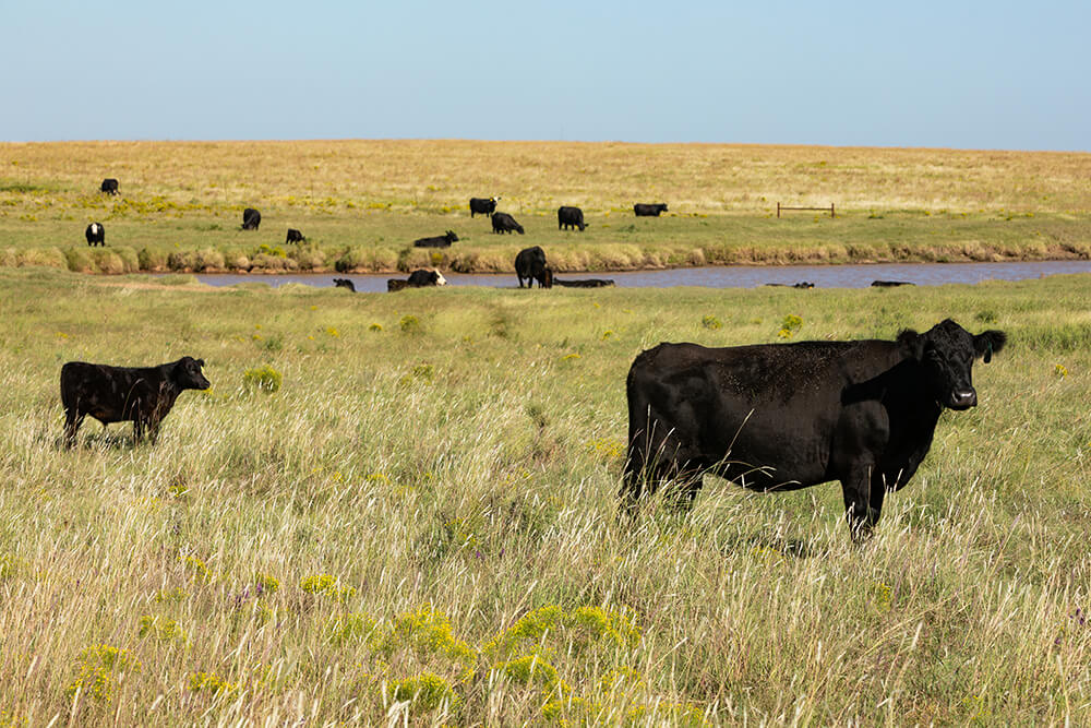 Cattle grazing near pond